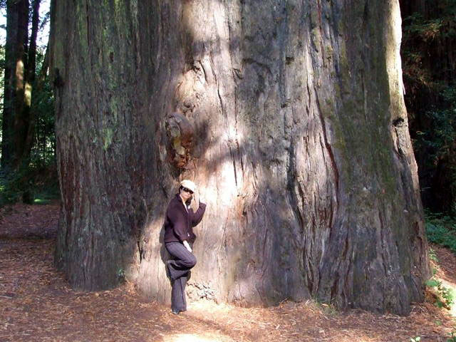 Это был огромный дуб. Огромный дуб. Самый толстый дуб. Деревьев великанов. Самый большой дуб.