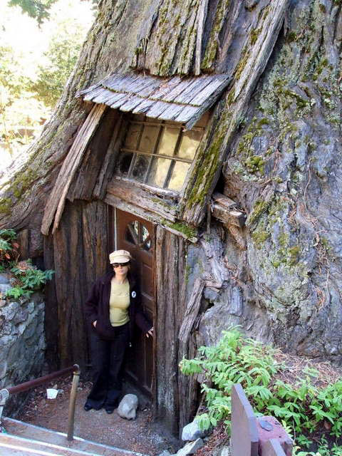 Eternal Tree House -      /   