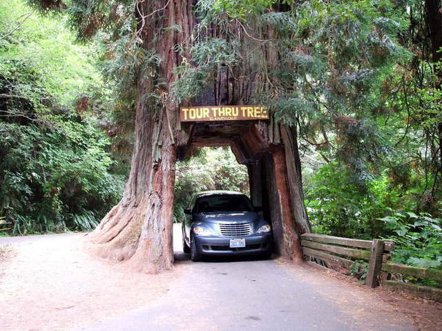 Shrine Drivethru Tree - - /   