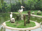 пеликаны / Малайзия