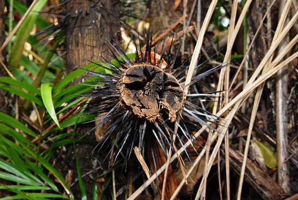 Стволы пальм ощетинились иголками длиной с лезвие ножа / Фото из Малайзии