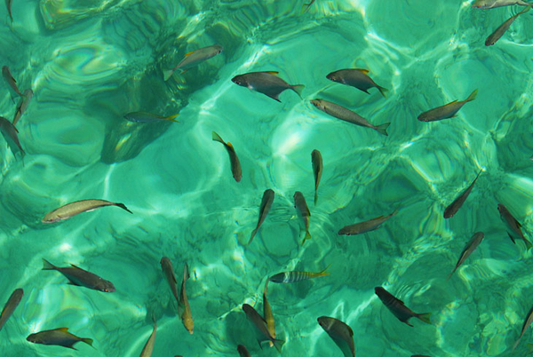 Такая концентрация рыбы по всей акватории заповедника / Фото из Малайзии