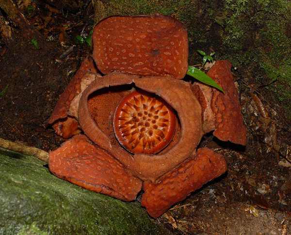 Rafflesia Arnoldii /   