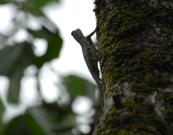 Летающая ящерица / Фото из Малайзии