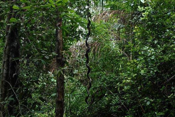 Лесные заросли / Фото из Малайзии