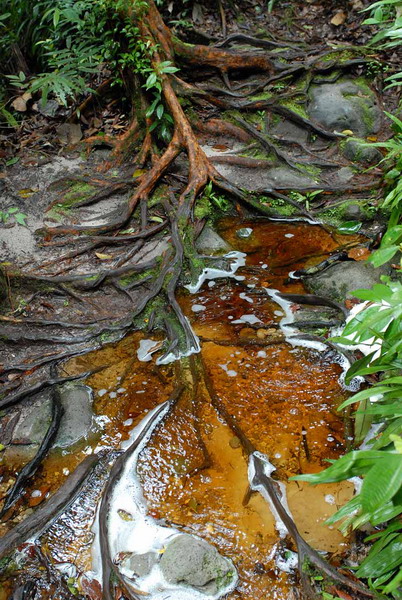 Древесный сок попадает прямо в воду / Фото из Малайзии
