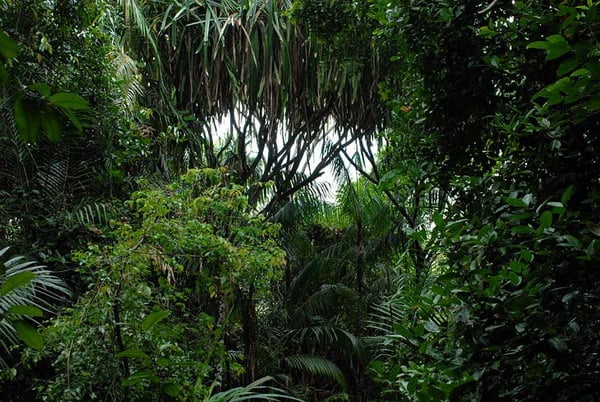 Бесконечная флора джунглей / Фото из Малайзии