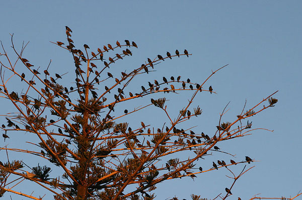 Дерево, усиженное птичками / Фото из Франции