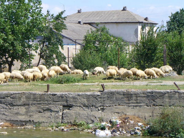 Овцы в городе / Фото из Грузии
