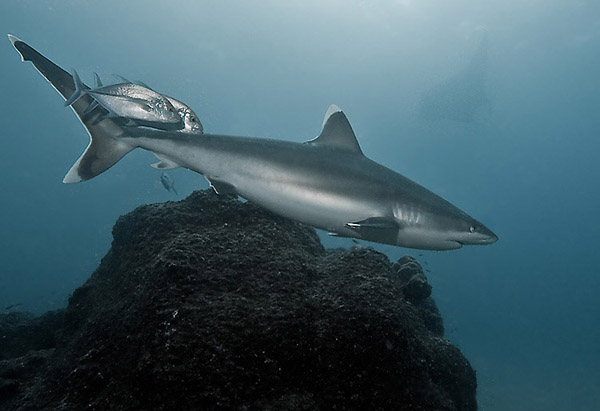 Серебристая акула и силуэт манты на заднем плане, точка Silverado, 15 метров / Фото из Коста-Рики
