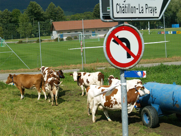 Упитанные счастливые коровы / Фото из Швейцарии