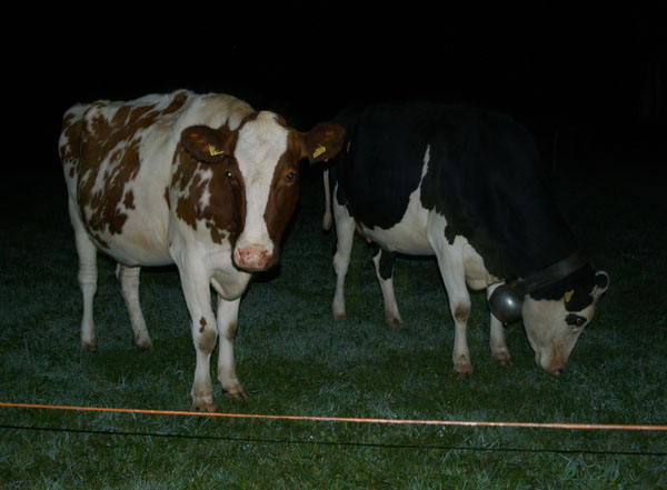 Ночью коровы не менее симпатичны, чем днем / Фото из Швейцарии