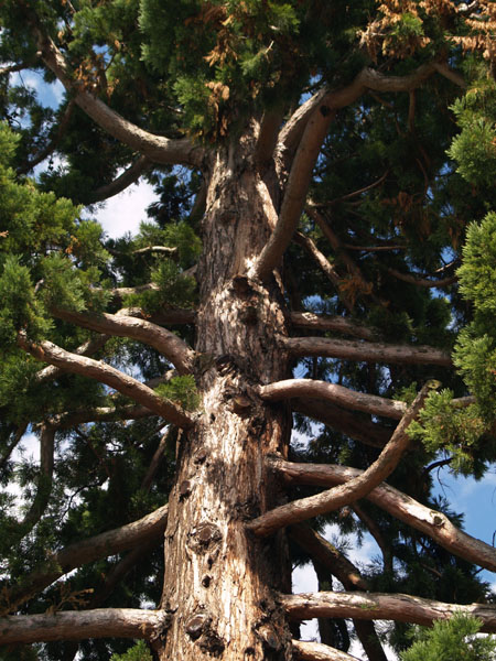 Вековое дерево / Фото из Швейцарии