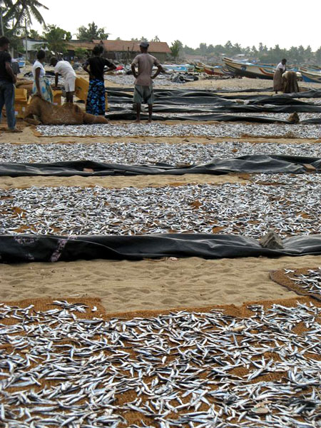 Рыбный рынок, Негомбо / Фото со Шри-Ланки
