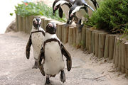 пингвины / ЮАР