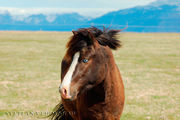 Голубоглазая лошадь / Исландия