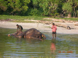 купание слона / Индия