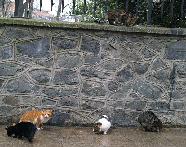 Коты и кошки в Топкапы / Фото из Турции