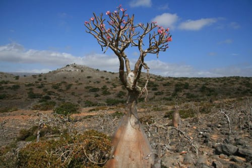 Бутылочное дерево / Йемен