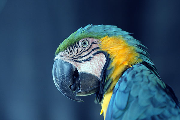 Сине-желтый ара, Эквадор  / Фото из Эквадора