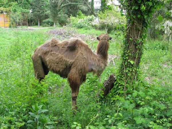 Абхазский верблюд / Фото из Абхазии