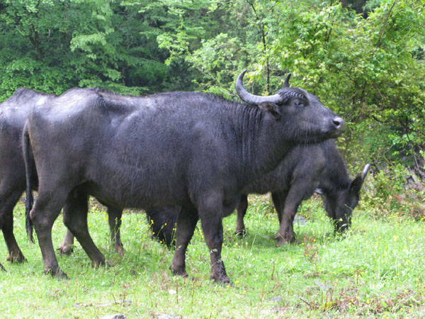 Настоящие буйволы, Абхазия / Фото из Абхазии