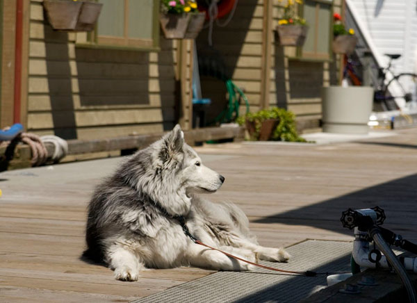 Собака на Рыбацкой пристани, Виктория / Фото из Канады