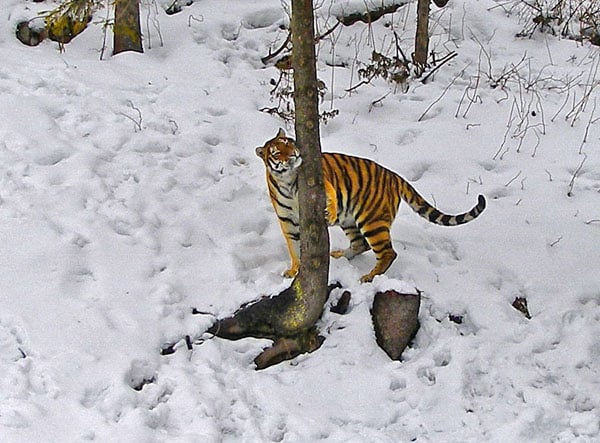 Амурские тигры - гордость парка / Фото из Швеции