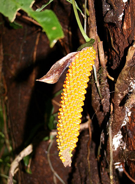 Эндемичное ароидное - встречается на высоте 1000-1550 метров  / Фото из Коста-Рики
