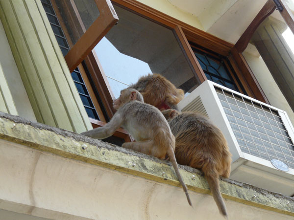 Обезьяны пытаются пробраться в номер Green Hotel / Фото из Индии