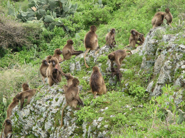 Семейство бабуинов, Эфиопия / Фото из Эфиопии