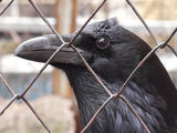 ворон ворон / Украина