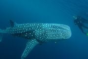 китовая акула / Джибути