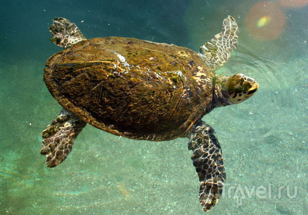 Бассейн с черепахами в океанариуме, Эйлат / Фото из Израиля
