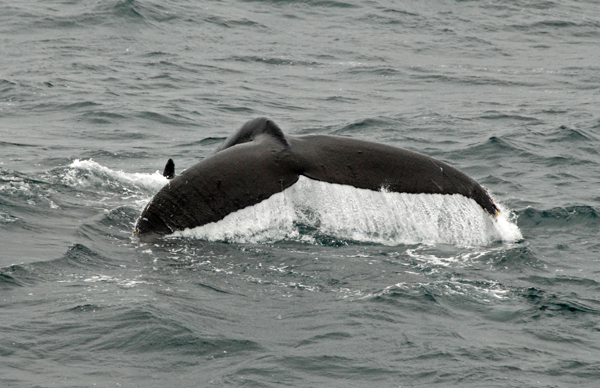 Хвост горбатого кита / Фото из России
