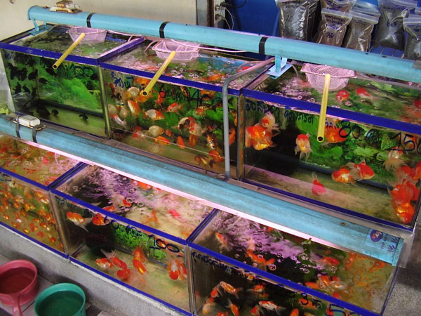 Рыбки на продажу, Бангкок / Фото из Камбоджи