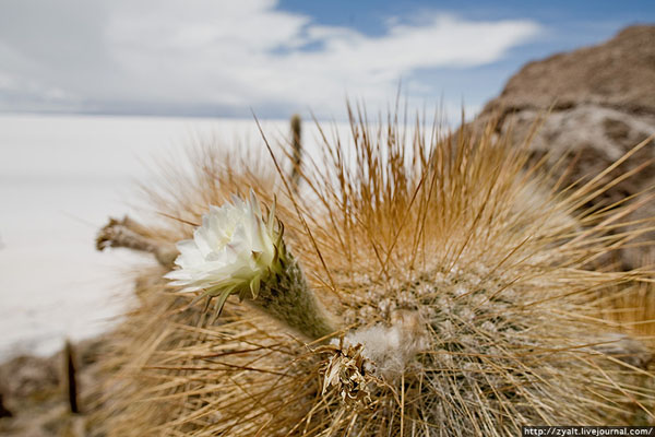 Цветущий кактус, солончак Уюни / Фото из Боливии