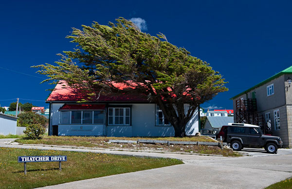 Постоянный ветер придает причудливую форму деревьям на Фолклендах / Фото с Фолклендских островов