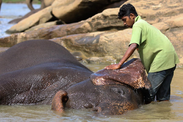 Купание слона в питомника Пиннавела / Фото со Шри-Ланки
