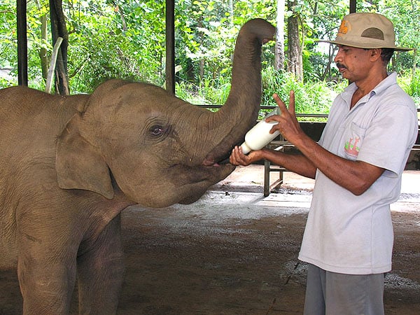 Кормление слоненка в питомнике, Пиннавела / Фото со Шри-Ланки