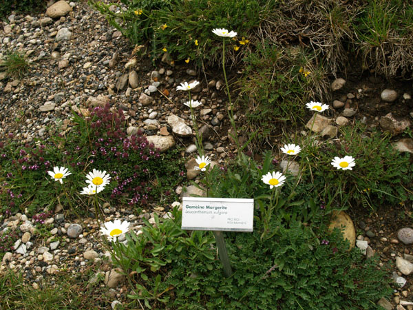 На цветочной тропе на горе Риги все растения подписаны / Фото из Швейцарии