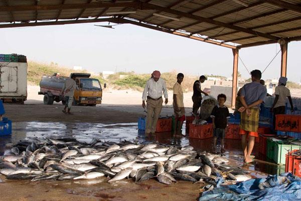 На ужин можно купить свежую рыбу, Аль-Моха / Фото из Йемена