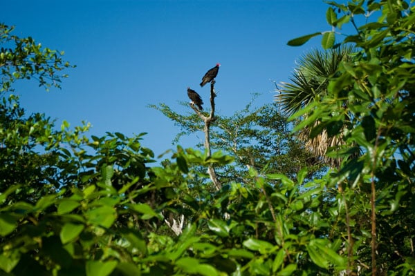 Красноголовый гриф - типичный представитель кубинской фауны / Фото с Кубы