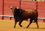 Отбор коров / Испания