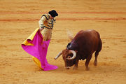 Бой быков / Испания