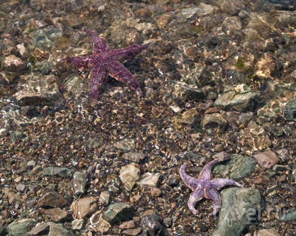 Морские звезды, почему-то мертвые и в большом количестве / Фото из России