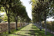 Деревья / Франция