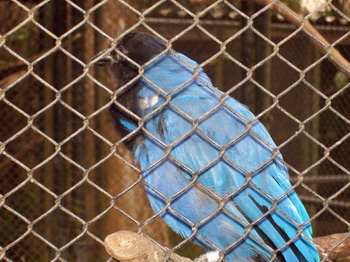 Синяя птица / Бразилия