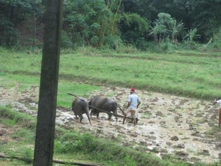 Аграрное хозяйство / Шри-Ланка