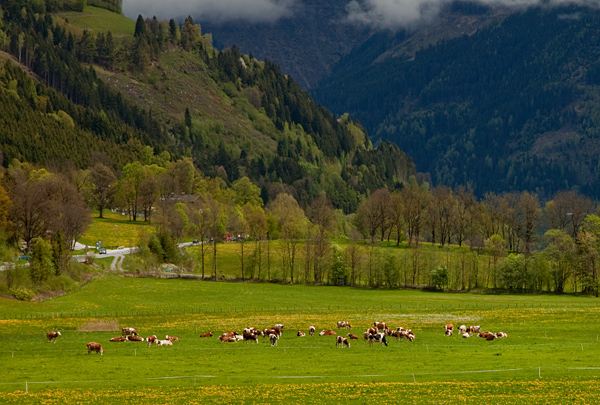 Счастливые альпийские коровы в Австрии / Фото из Австрии